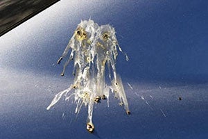 What Simoniz GlassCoat Covers